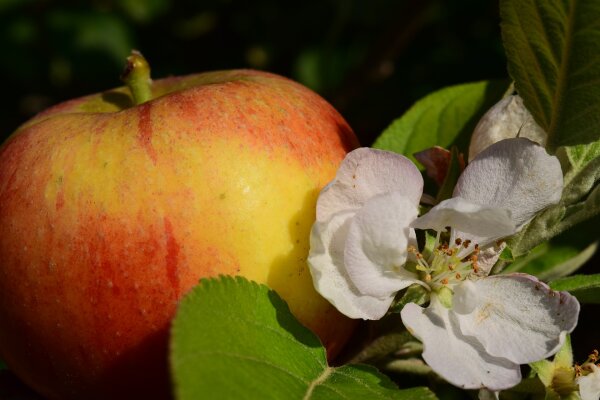 Apfel Balsam Essig mit Apfelblüte 200 ml